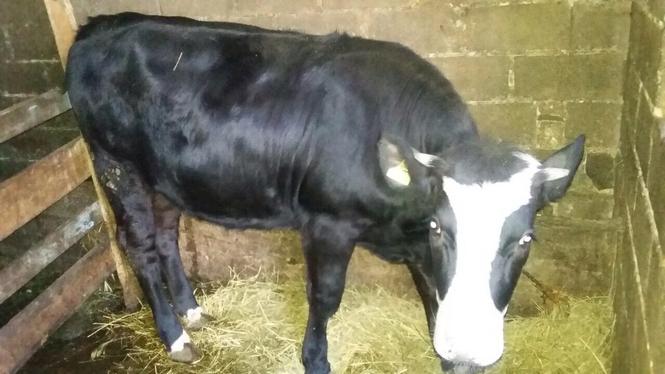 mshtjerr