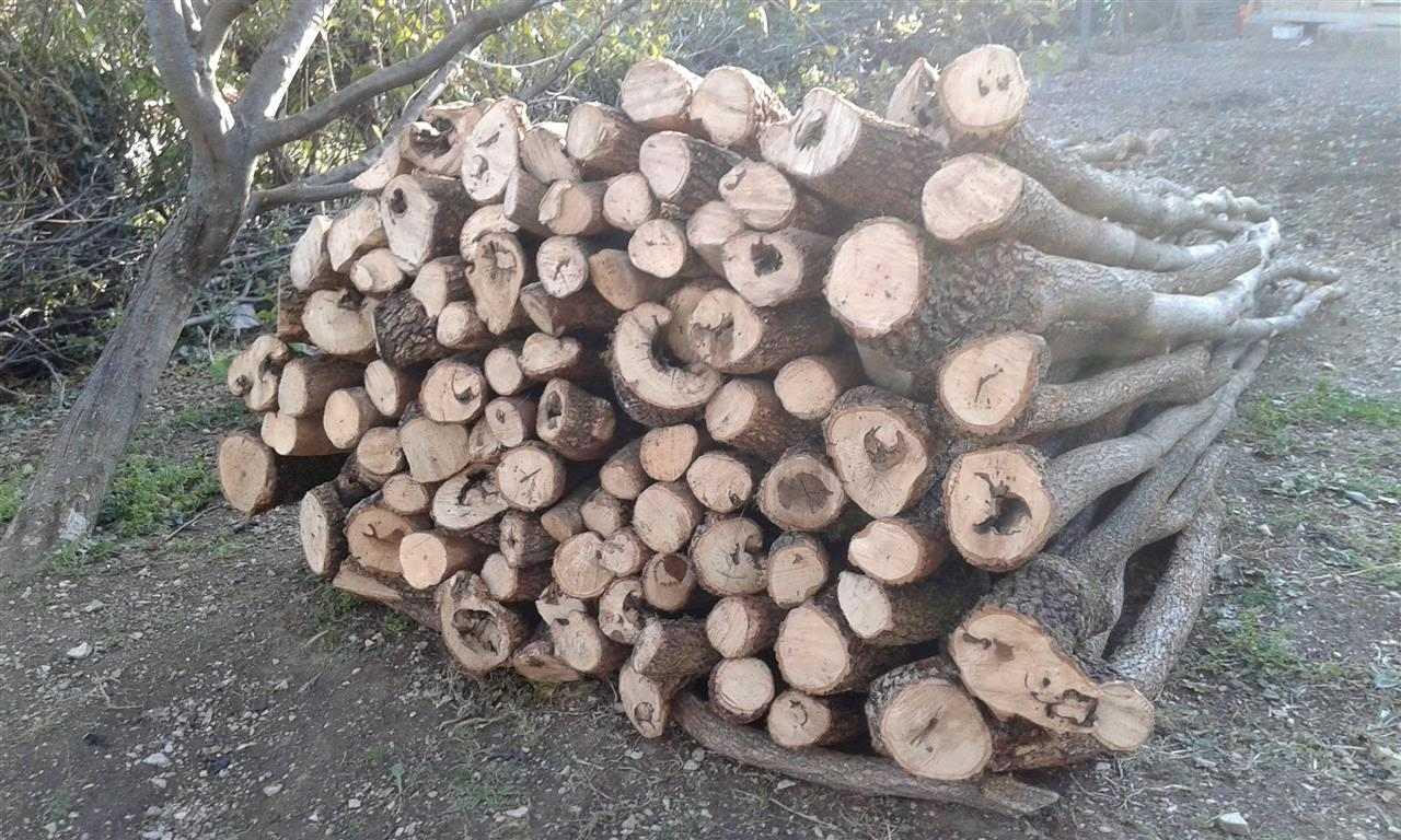 shiten-drut-e-bungut-