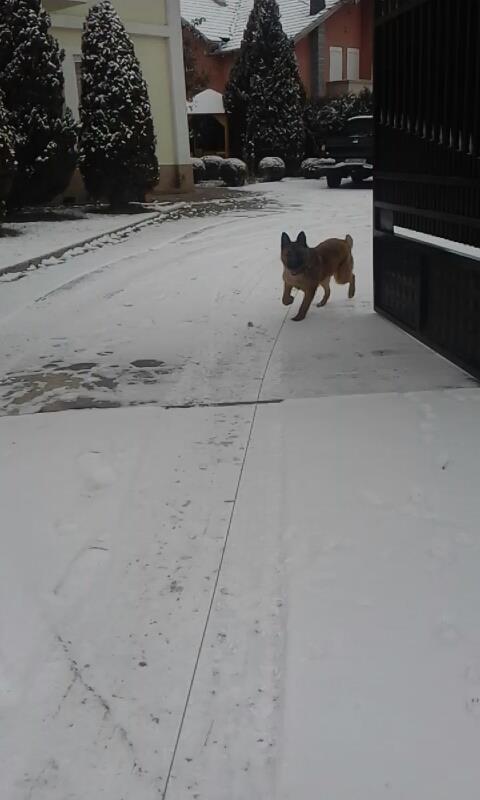 German-Shepherd