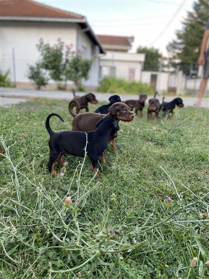 Doberman