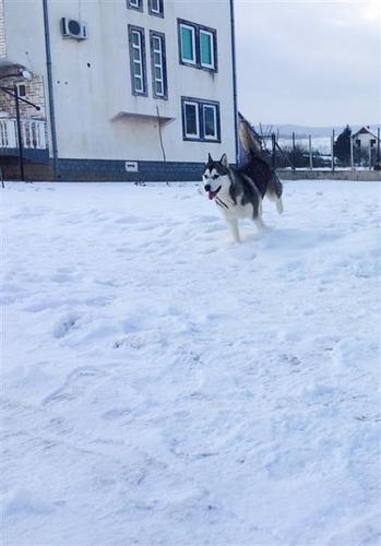 Haski