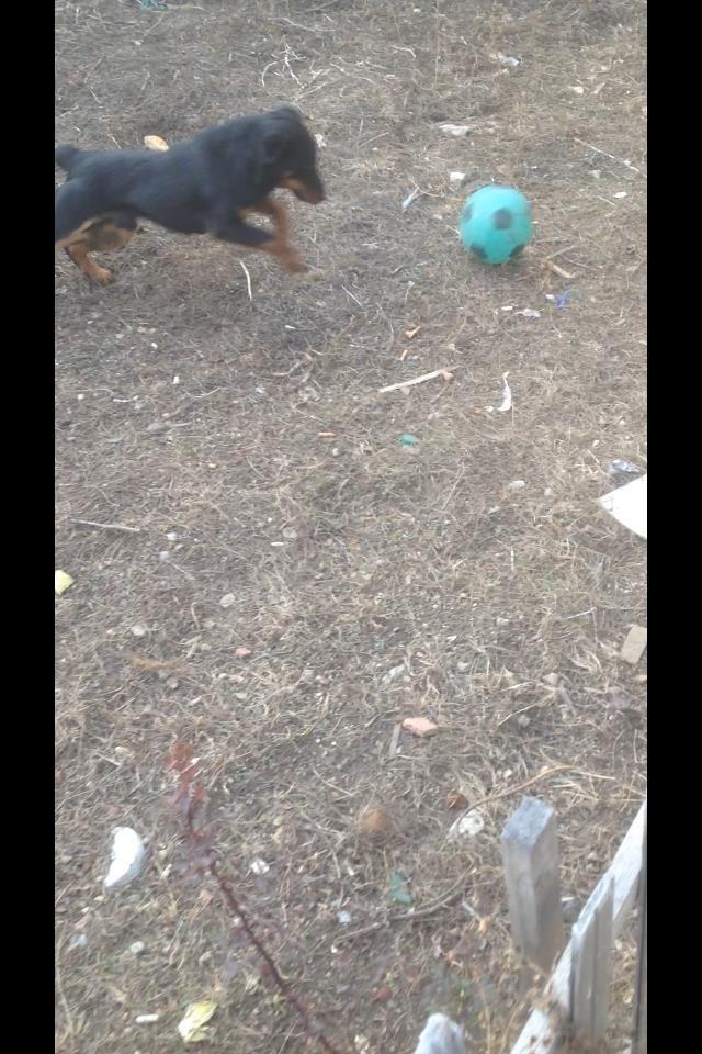 Terrier