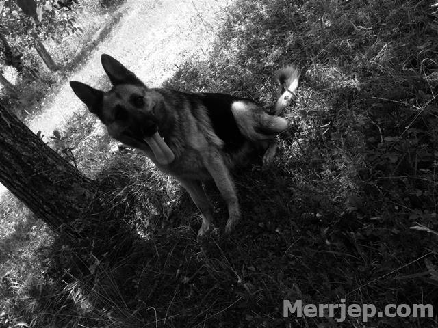 Shepherd-German--