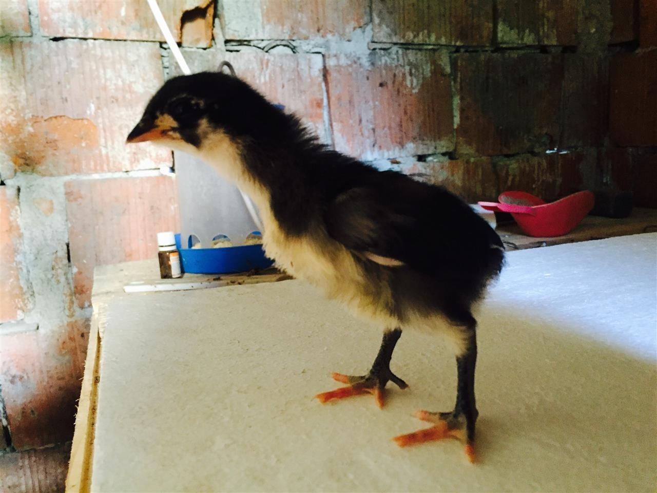 Shiten-zoj-australorp
