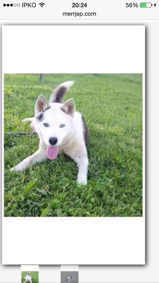 Husky