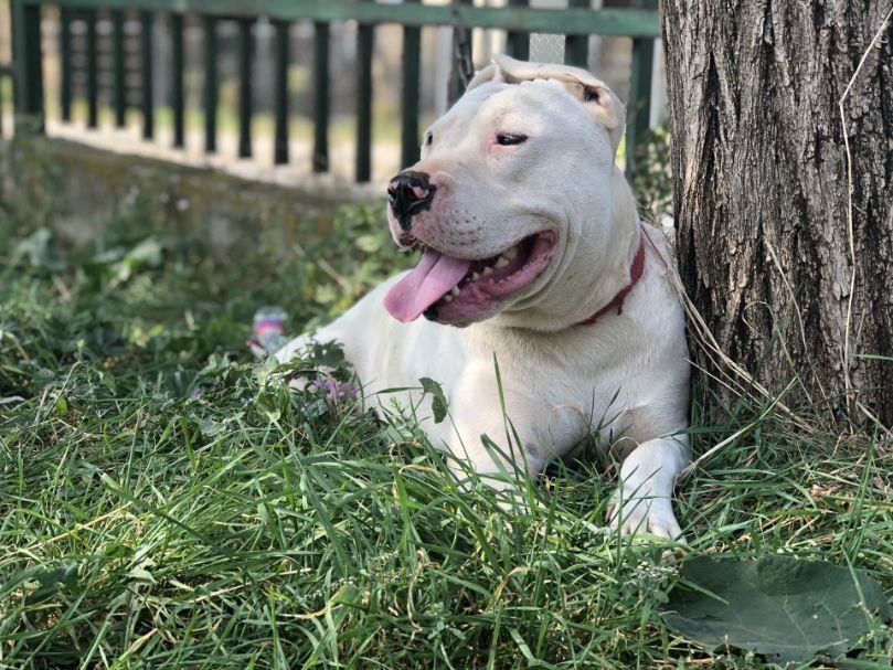 Pitbull