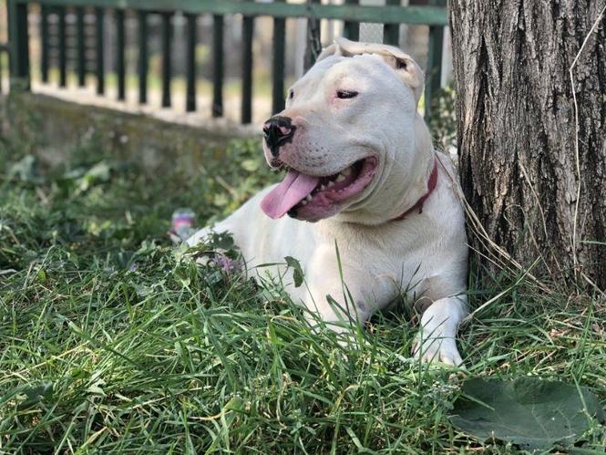 Pitbull