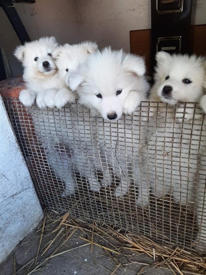 Samoyeda