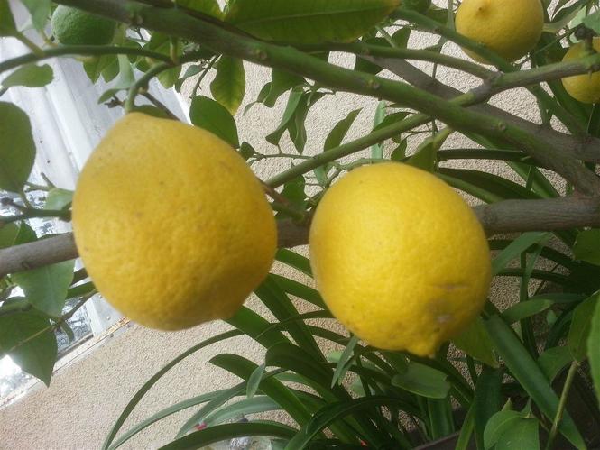Limon