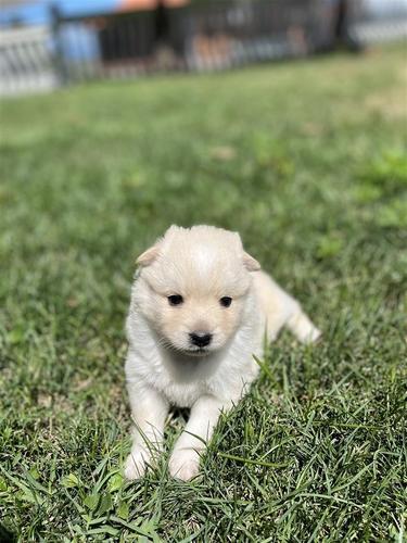 German spitz