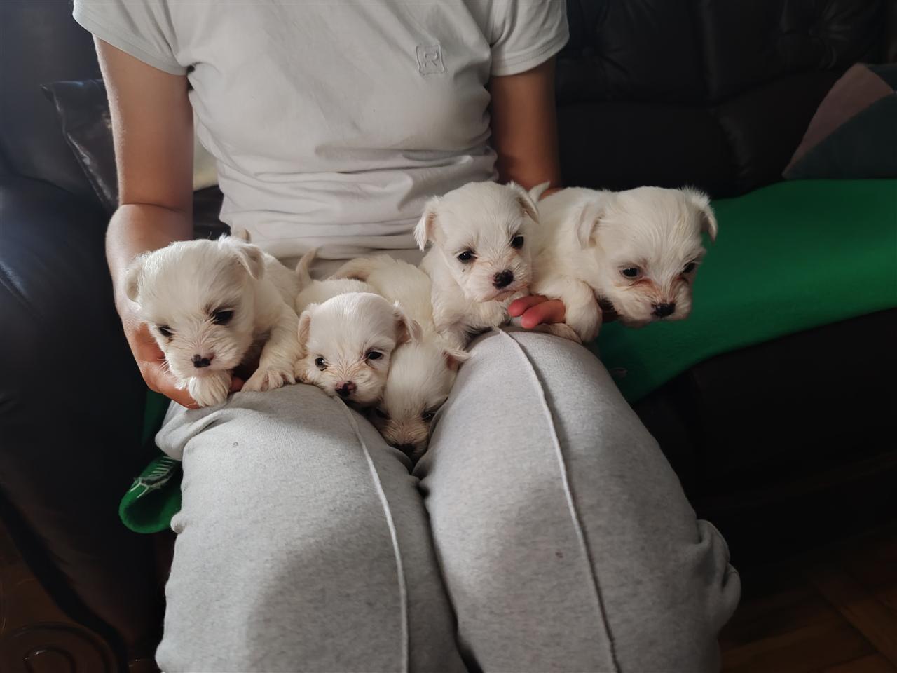 Mini-maltezeri