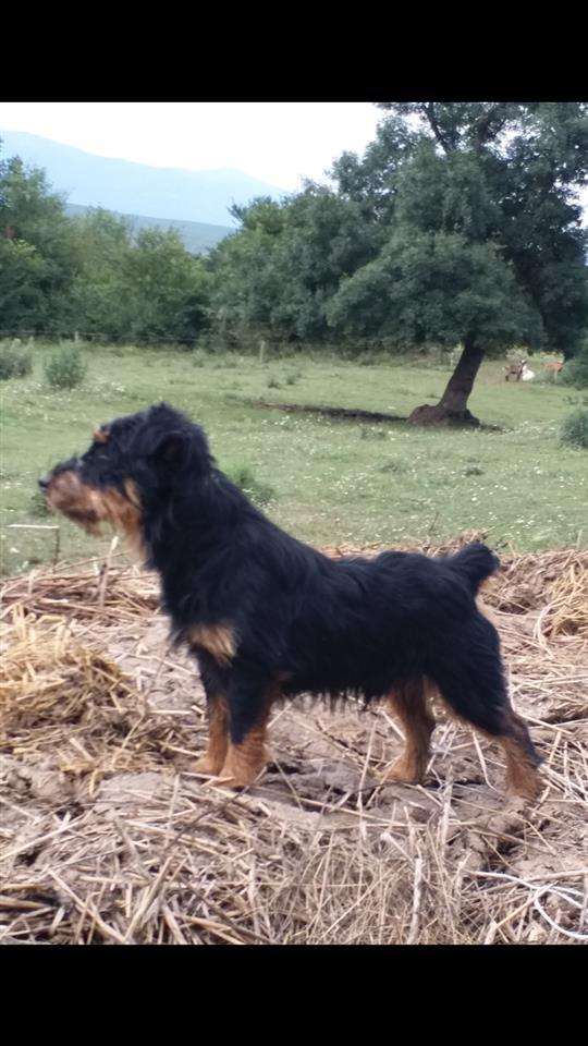 Terrjer