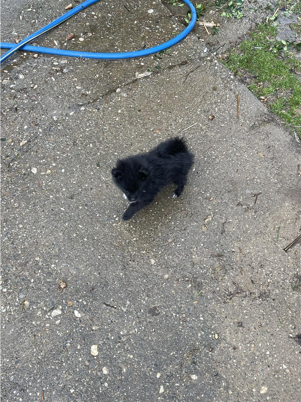 Mini-spitz