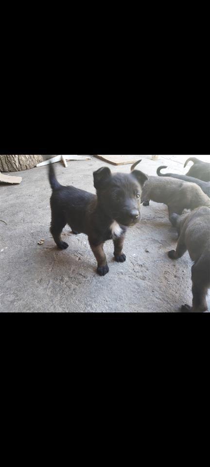Malinois