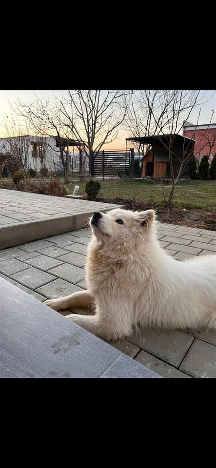Samoyed-+Boski-Koliba