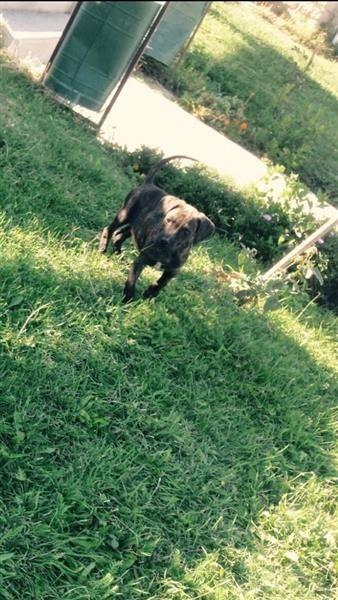 pitbulla