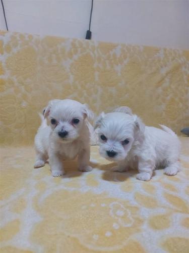 Mini maltezer