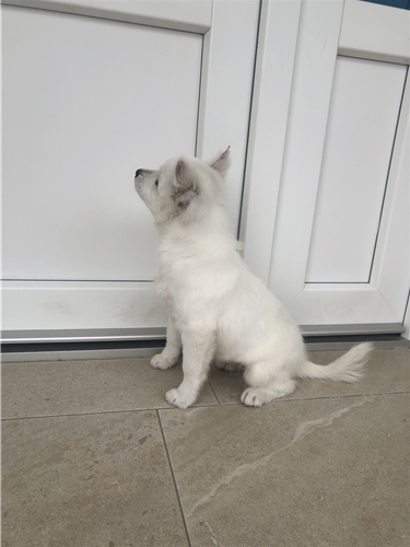 Mini spitz