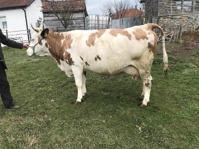 lop