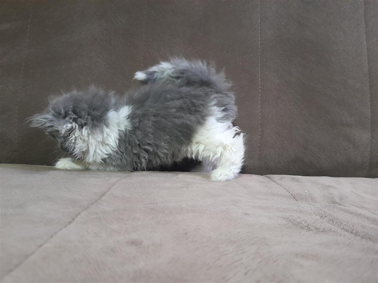Persiane