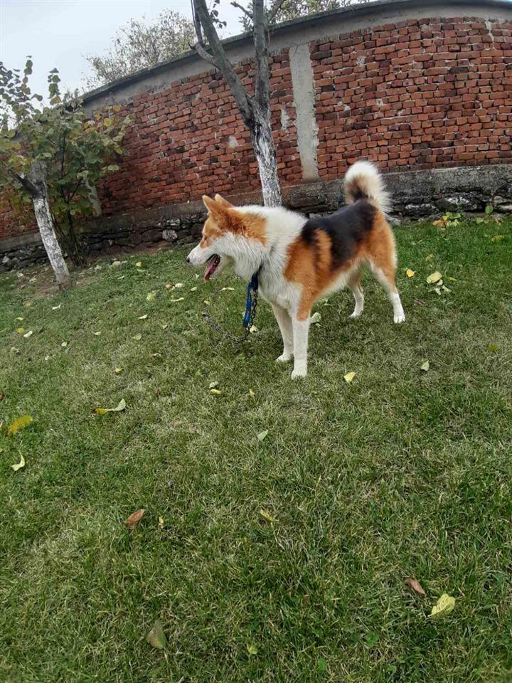 haski--