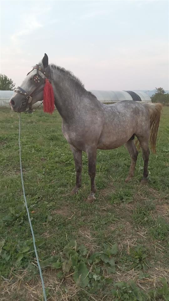 Kali