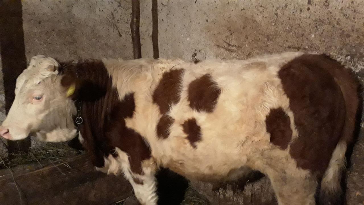 Mzati-