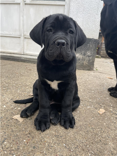 Cane corso
