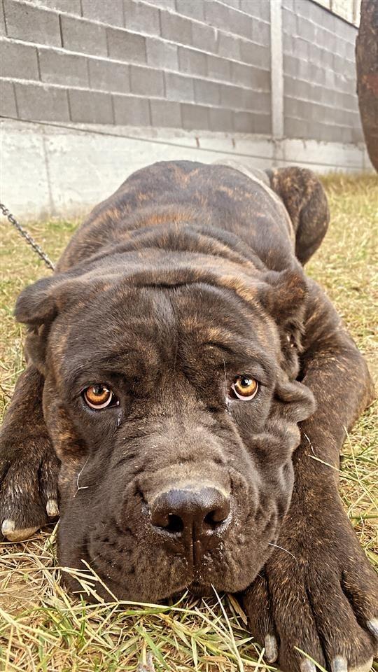 Shiten-2-Cane-Corso-
