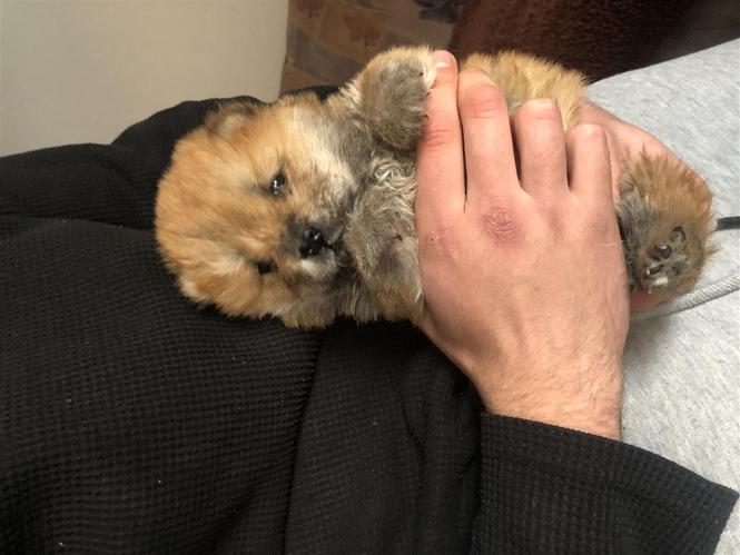 Chow chow