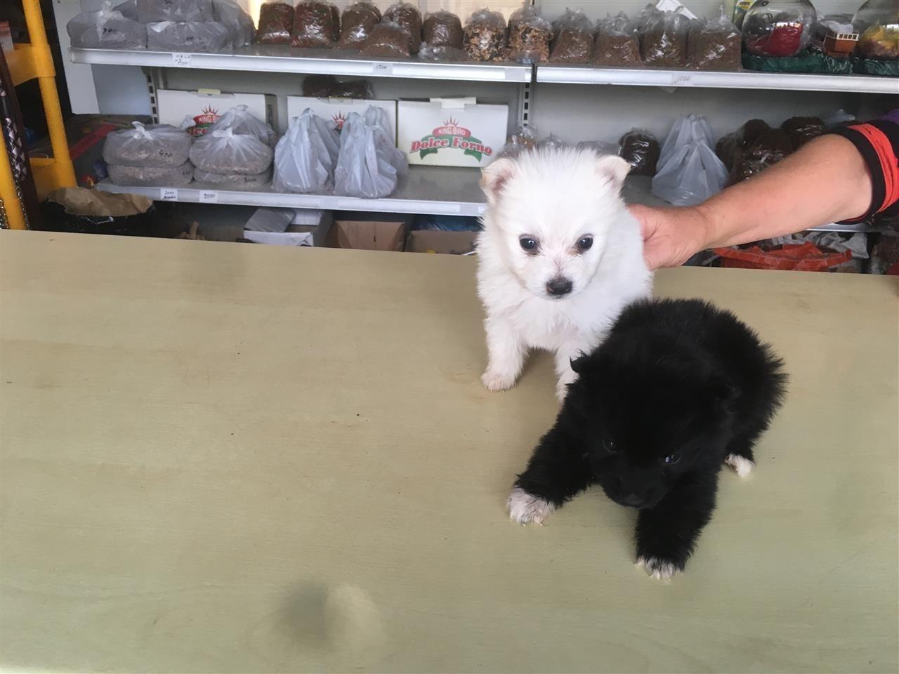 Mini-spitz-BLACK-orgjinal