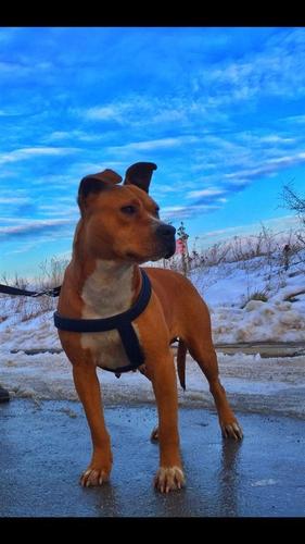 Pit Bull