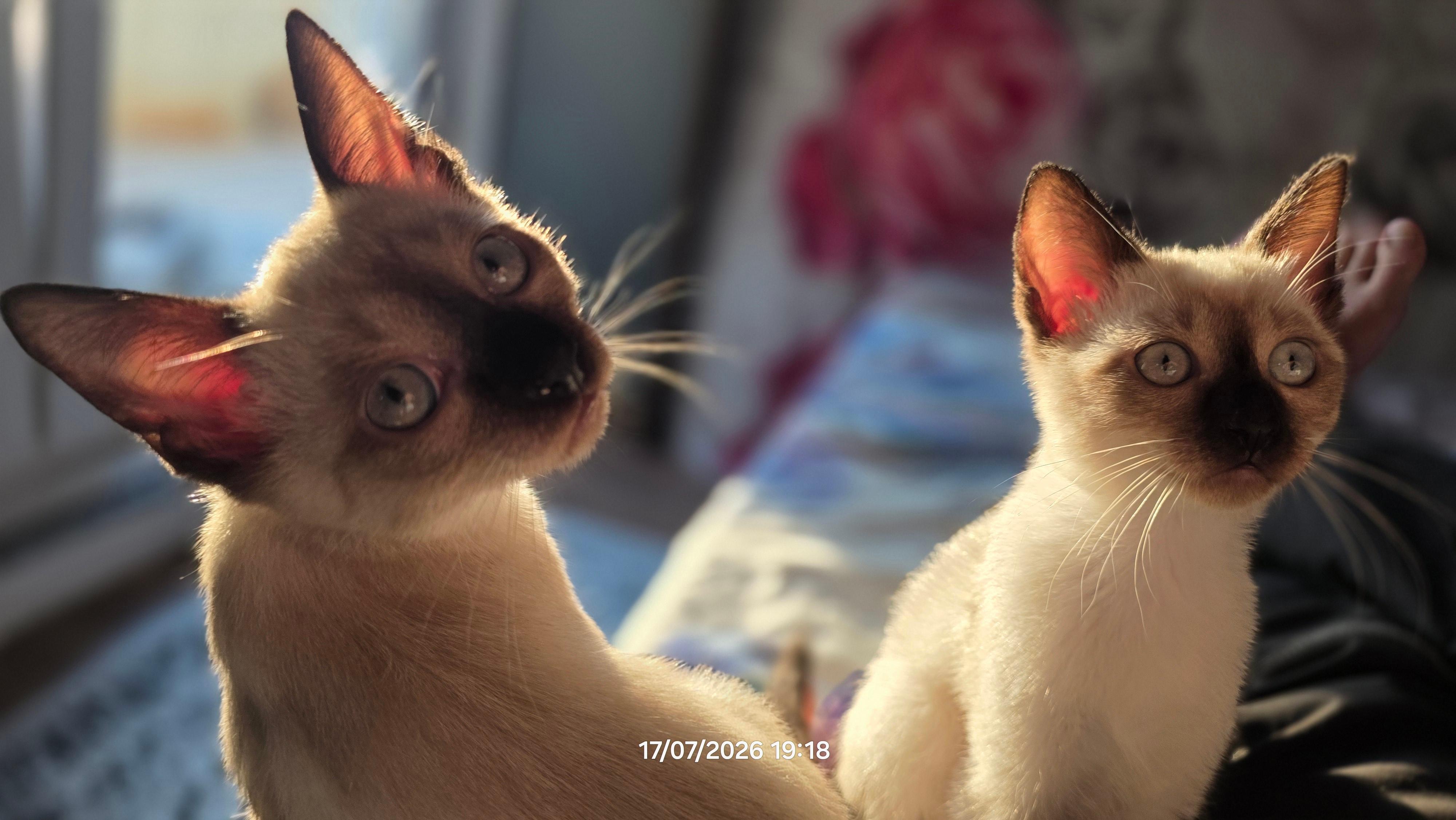 Maca-Siamese