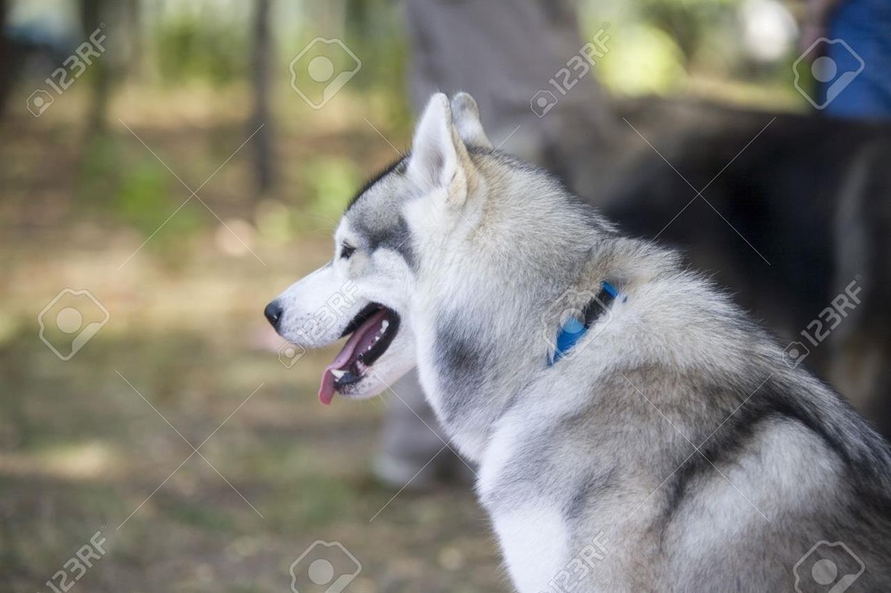 Shes-hasky---haski---