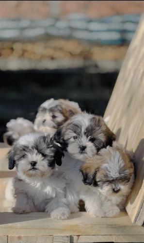 Shihtzu