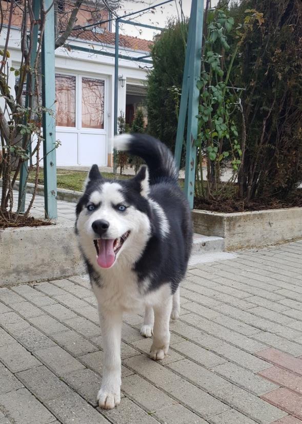 Haski