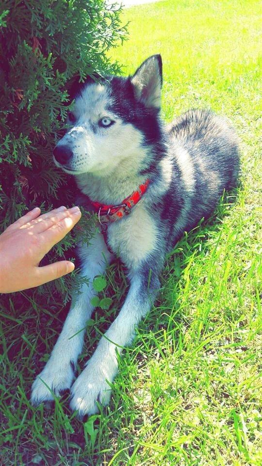 Husky