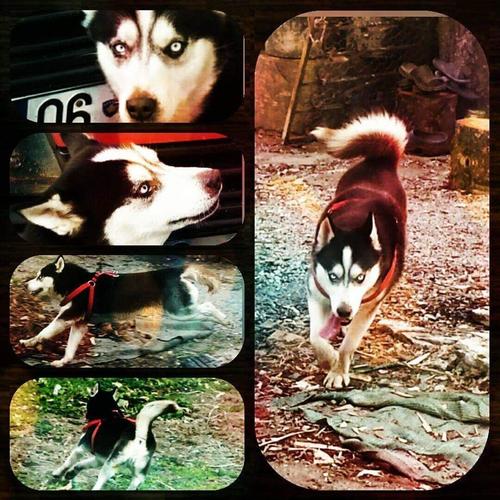 Hasky