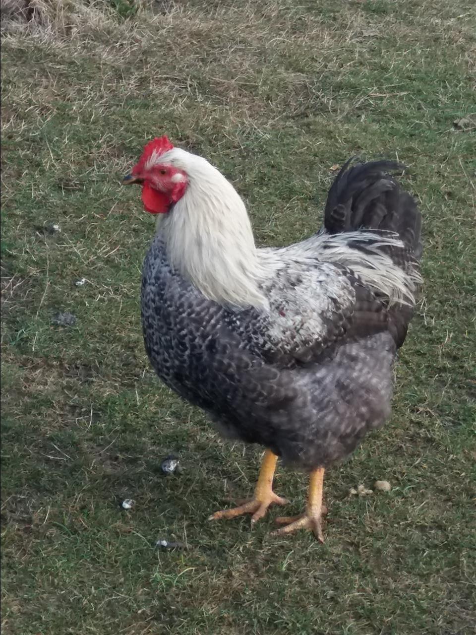 gjela