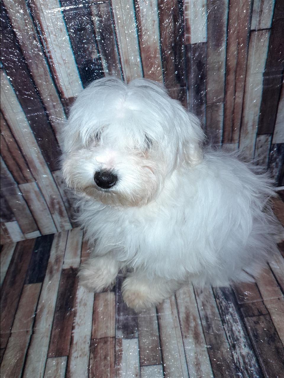 Mini-maltezer