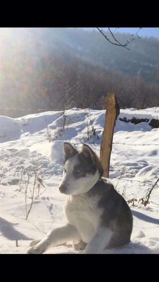 Haski