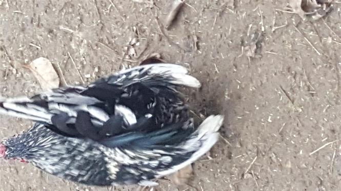 Shiten