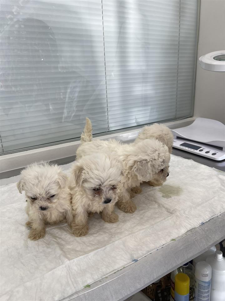 Mini-maltezer