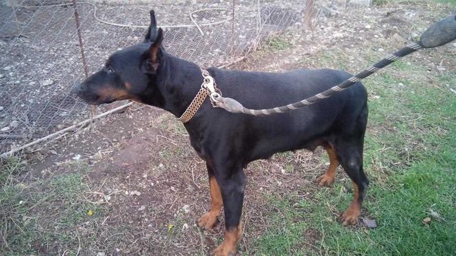 Doberman
