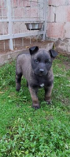 Malinois