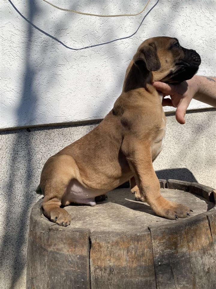 Cane-Corso
