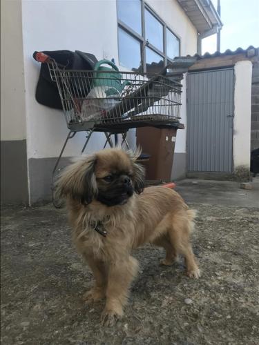 Pekinizer