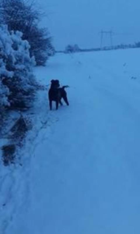 rotwailer