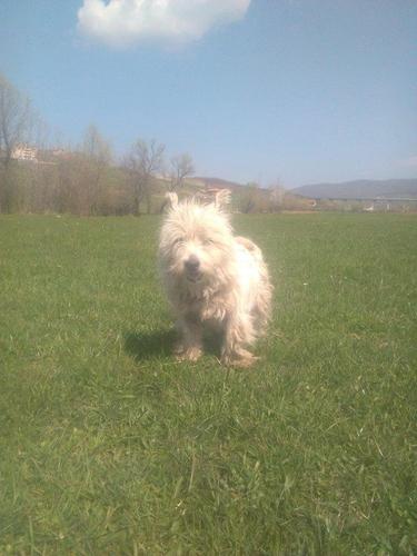 Bubi