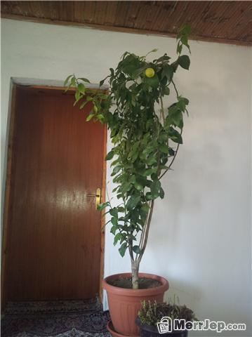 Limon